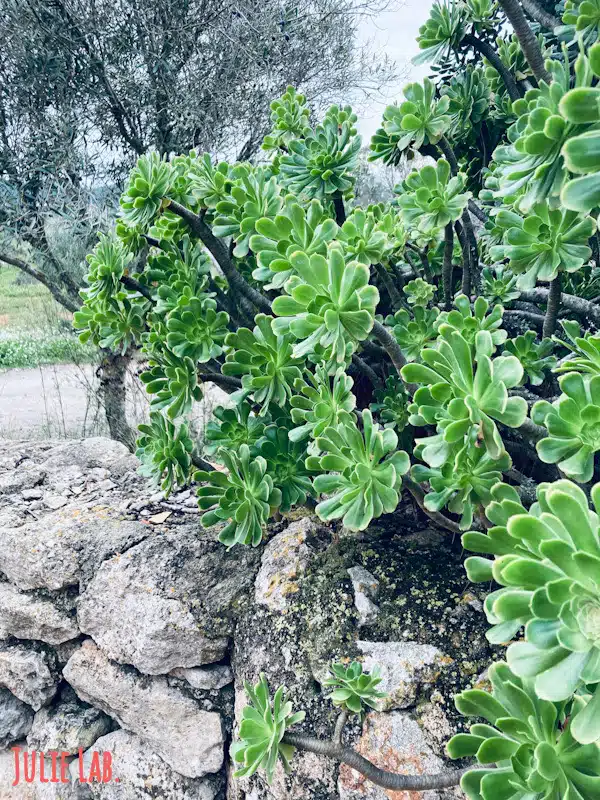 Campo Ibiza