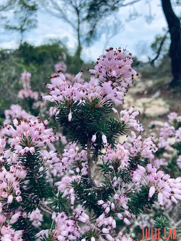 Nature Ibiza